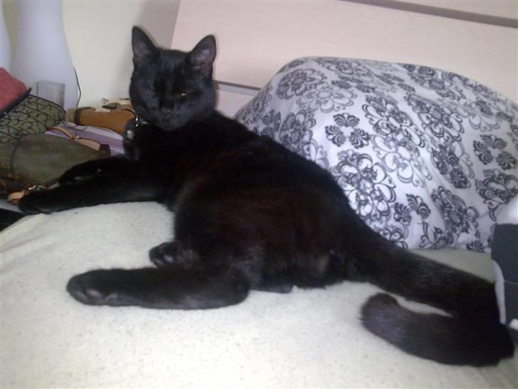 Huskat Bounty billede 13