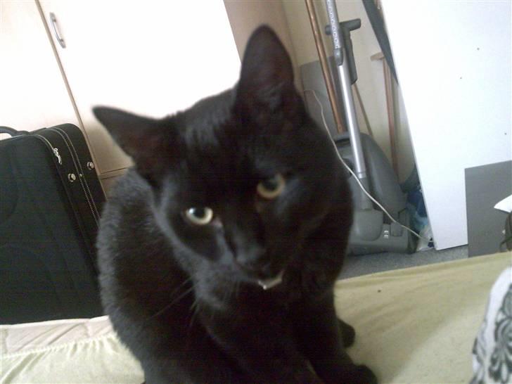 Huskat Bounty billede 14