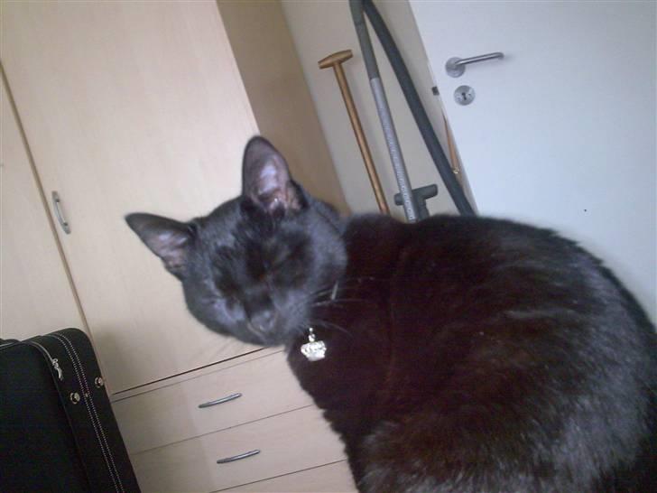 Huskat Bounty billede 15