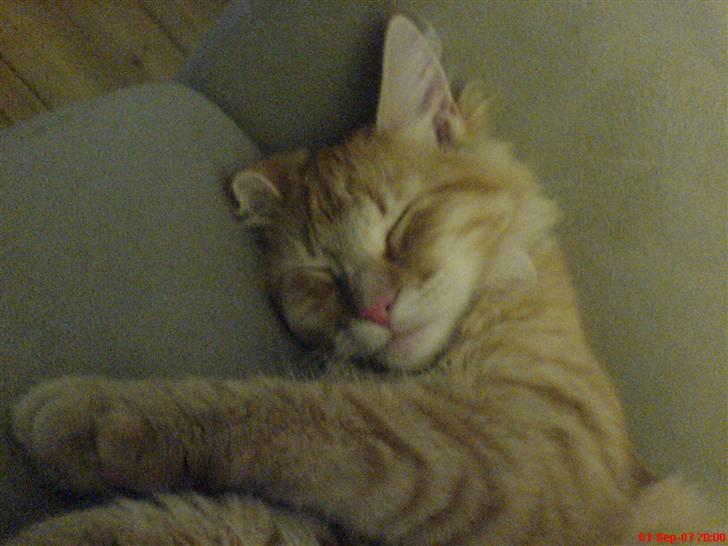 Norsk Skovkat Frække Frida billede 16