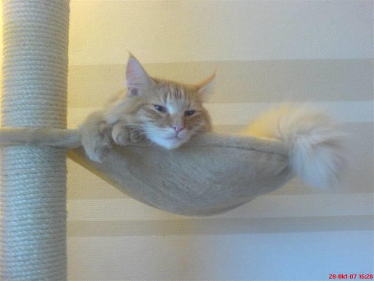 Norsk Skovkat Frække Frida billede 17