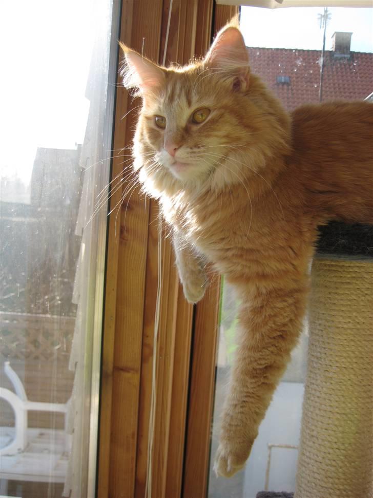 Norsk Skovkat Frække Frida billede 18