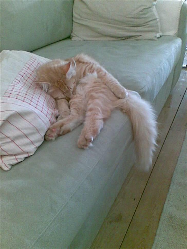 Norsk Skovkat Frække Frida billede 19