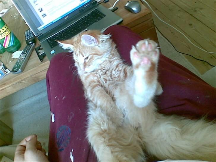 Norsk Skovkat Frække Frida billede 20