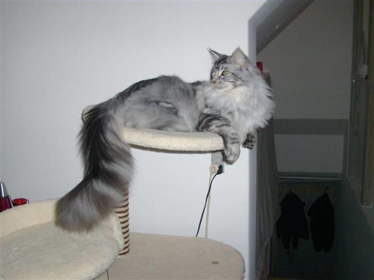 Maine Coon shadow billede 1