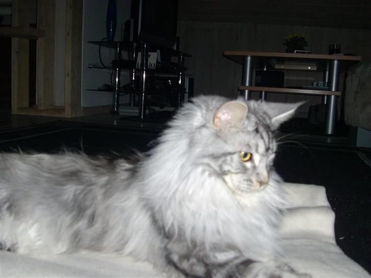 Maine Coon shadow billede 4