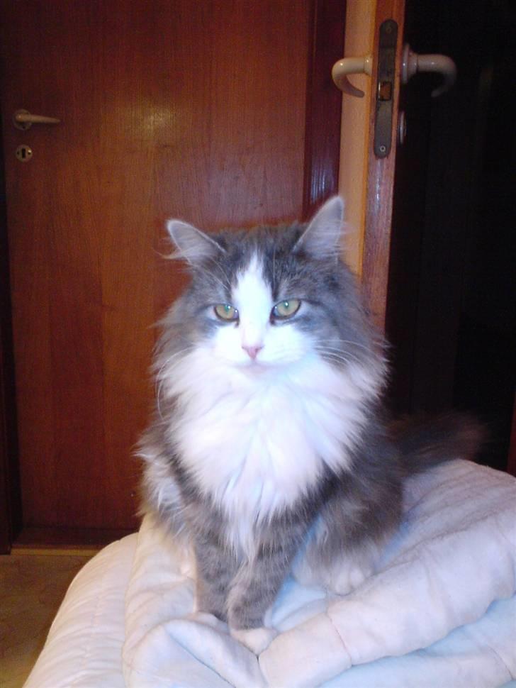 Blanding af racer Berta - det er så mig..  billede 1