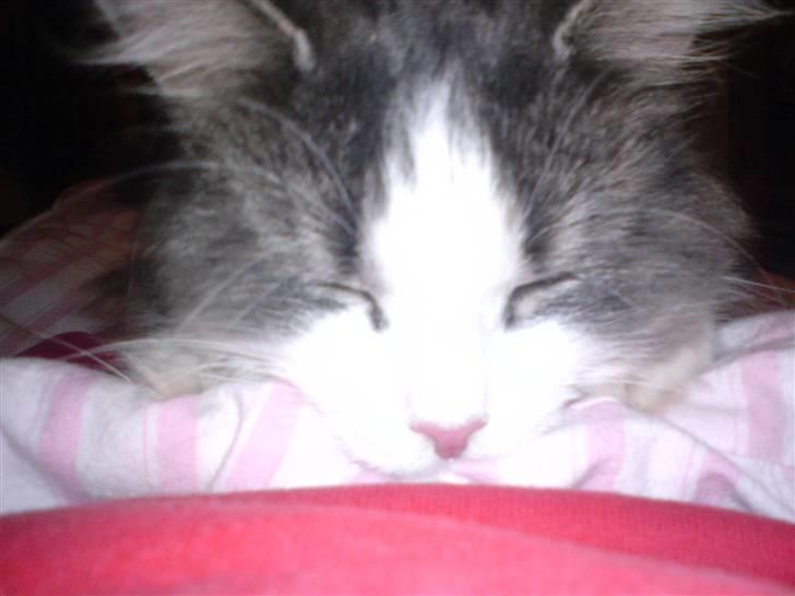 Blanding af racer Berta - her ligger jeg og putter i dynerne..  billede 2