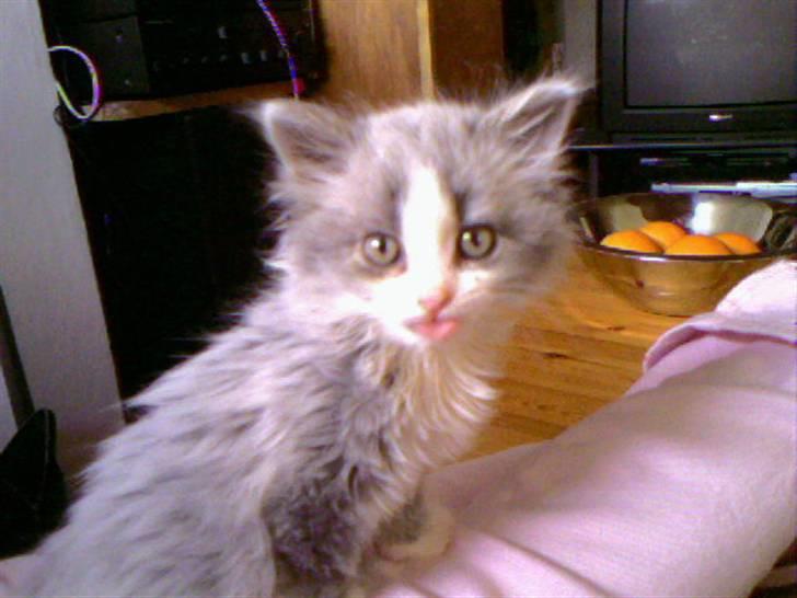 Blanding af racer Berta - det er mg som killing..  billede 3