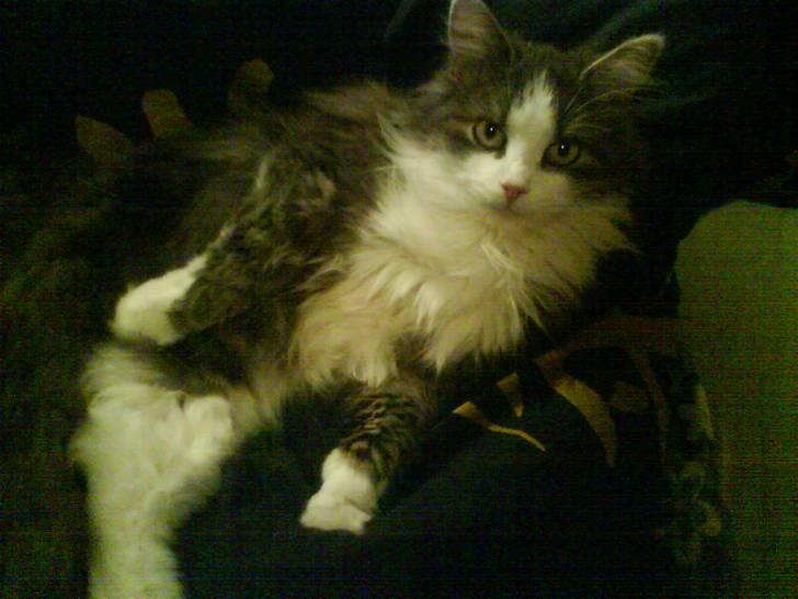 Blanding af racer Berta billede 4