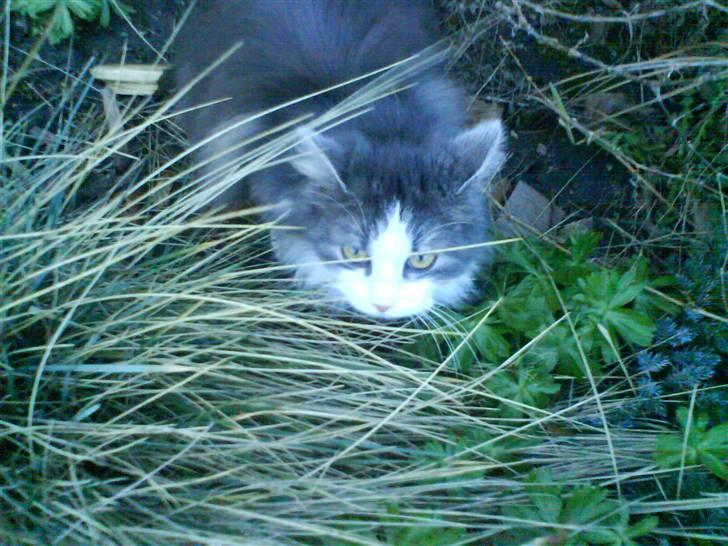 Blanding af racer Berta - på lur i haven..  billede 5