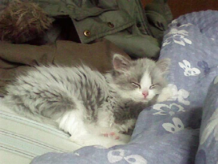 Blanding af racer Berta - mig som lille igen.. :D billede 6