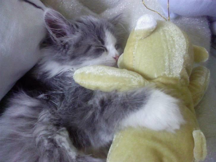 Blanding af racer Berta - og mig igen billede 7