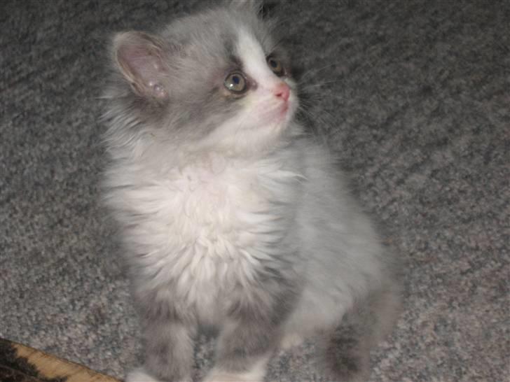 Blanding af racer Berta - og der var jeg lige en gang til.. :D billede 8