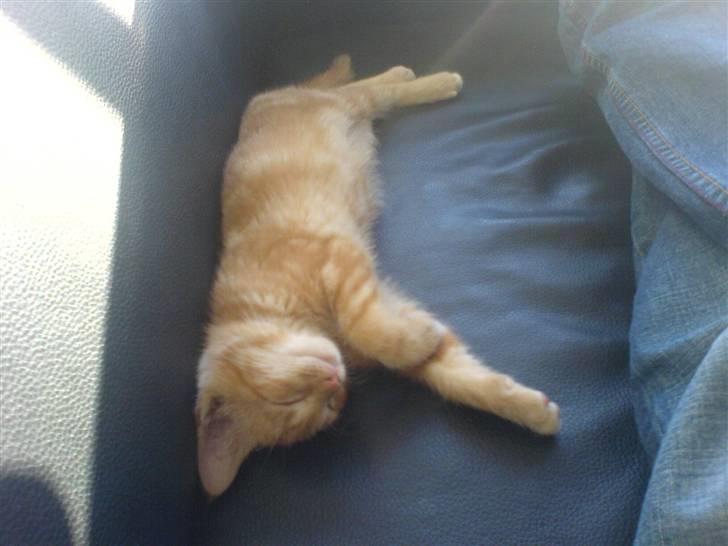 Huskat kurt billede 1