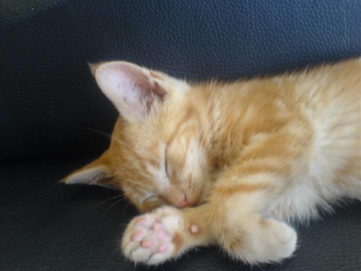 Huskat kurt billede 2