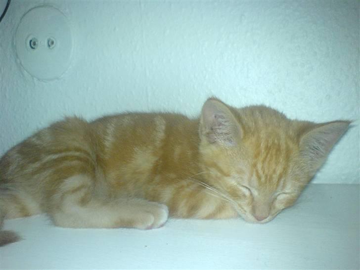 Huskat kurt billede 3