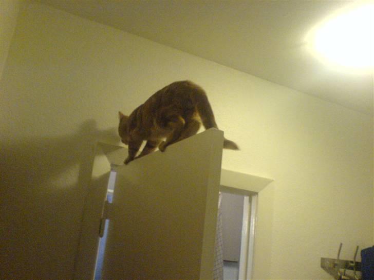 Huskat kurt billede 4