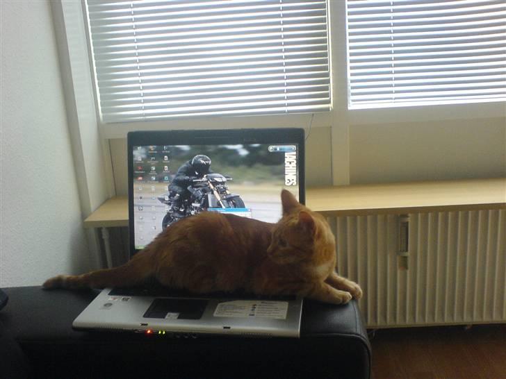 Huskat kurt billede 5