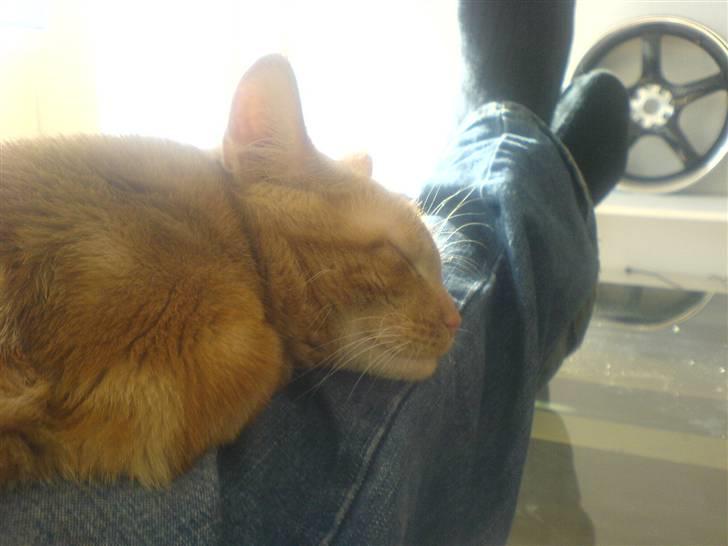 Huskat kurt billede 6