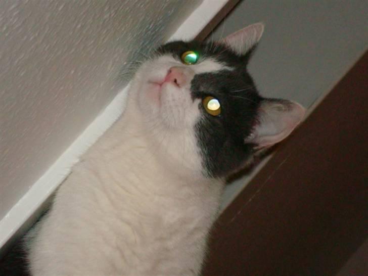 Huskat Trold billede 8