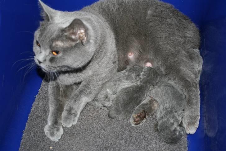 British Shorthair Moore Beauty Dee - Dee og Abba´s små, født d. 04-04-08, 5 blå billede 2
