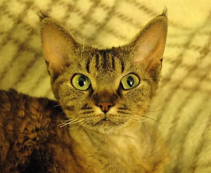 Devon Rex S*Röda Nejlikan's K Karla - Min lækre devonpige S*Röda Nejlikan´s K Karla Moustache,1 år gl. d.11/3-09. billede 1
