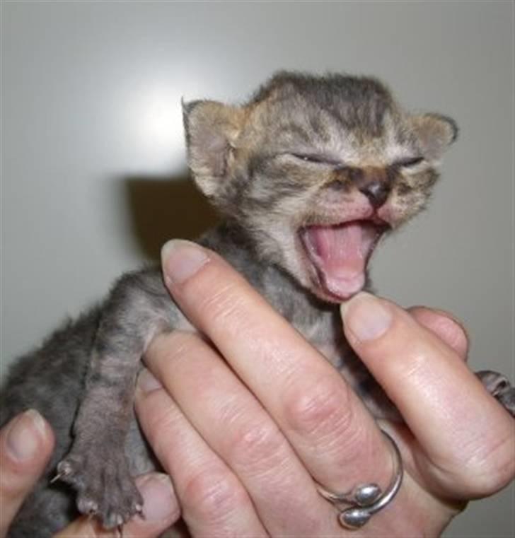 Devon Rex S*Röda Nejlikan's K Karla - Lille Karla,kun 10 dage gl.,hyle hyle........ billede 2