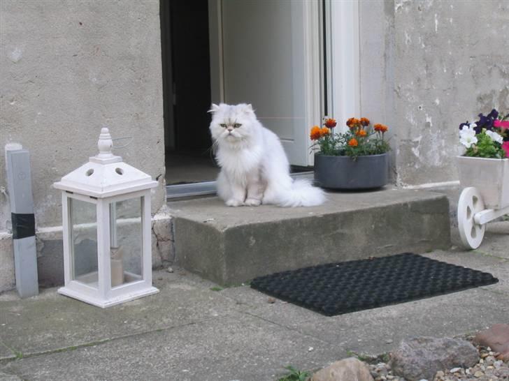 Perser Perle  billede 1