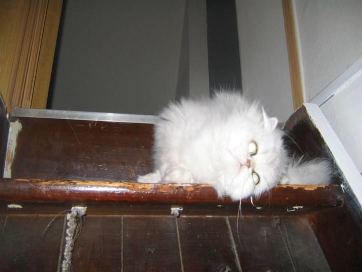 Perser Perle  billede 2