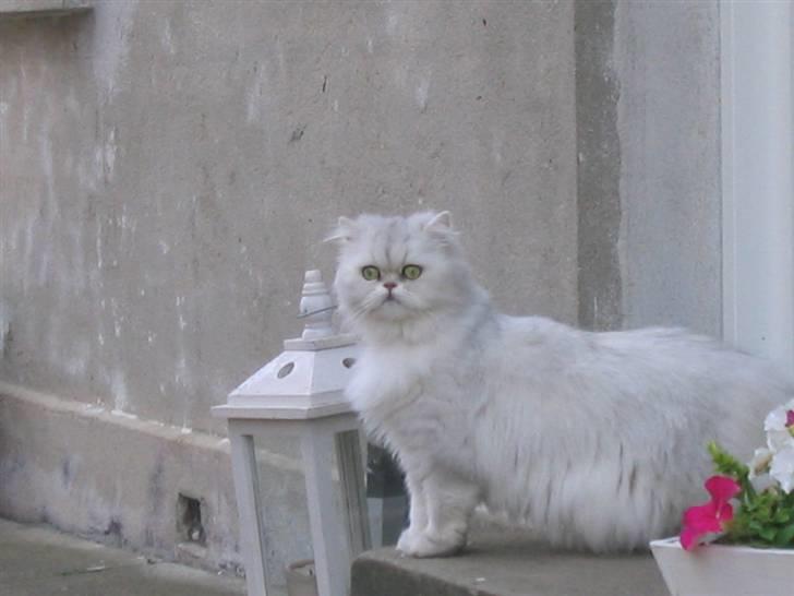 Perser Perle  billede 3