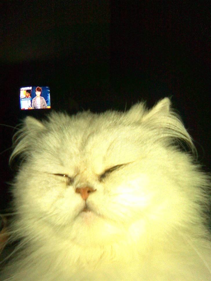 Perser Perle  billede 6