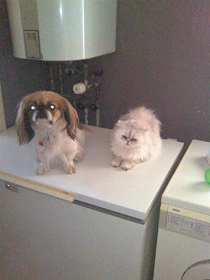 Perser Perle  billede 7