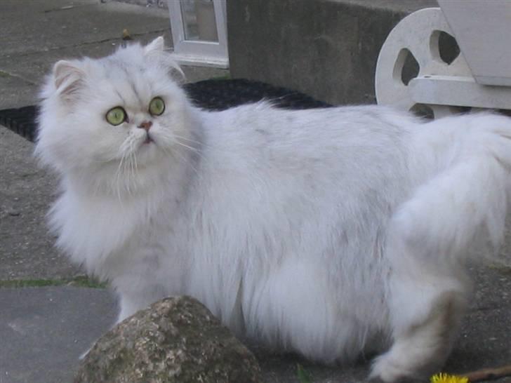 Perser Perle  billede 8