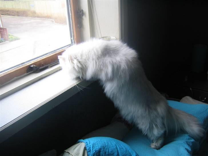 Perser Perle  billede 9