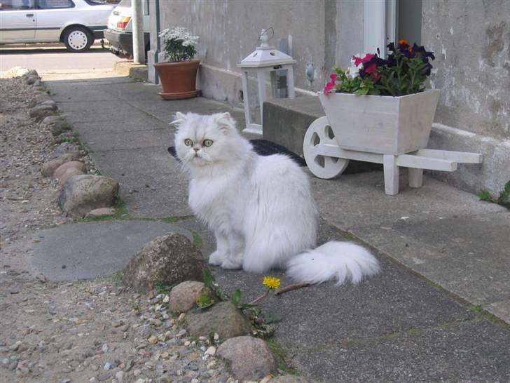 Perser Perle  billede 12