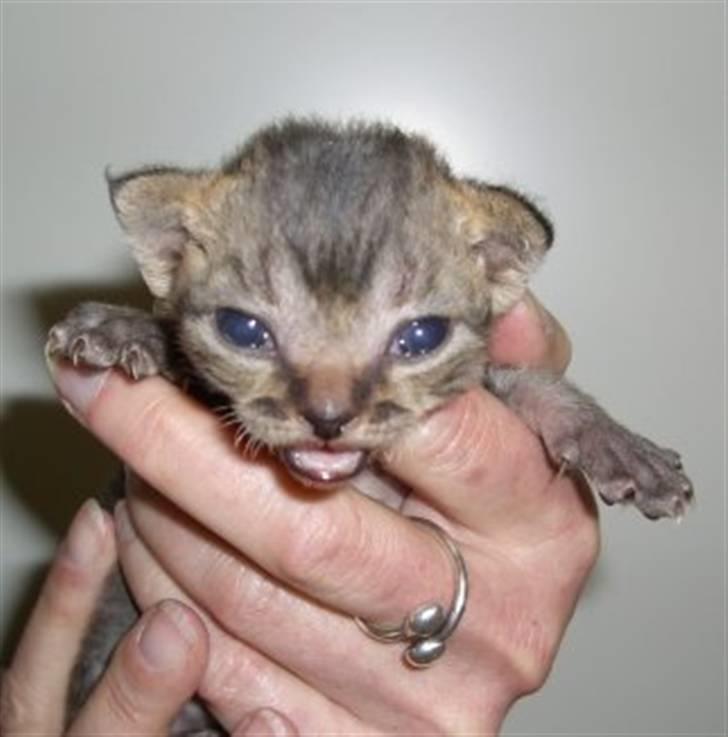 Devon Rex S*Röda Nejlikan's K Karla billede 3