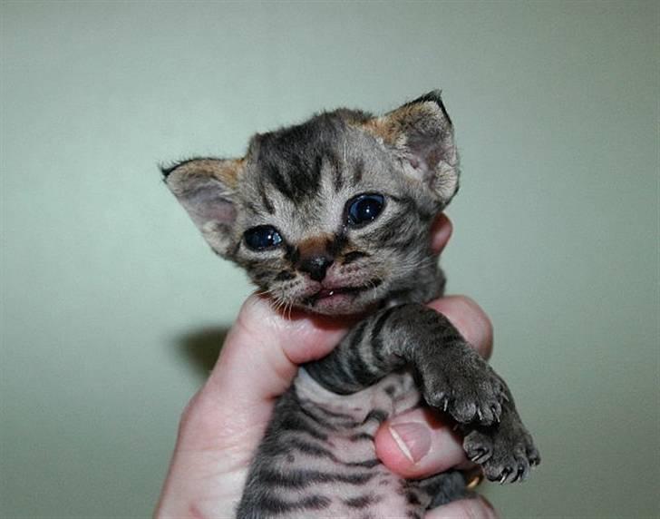 Devon Rex S*Röda Nejlikan's K Karla - Søde Karla,2½ uge gl. :-) billede 4
