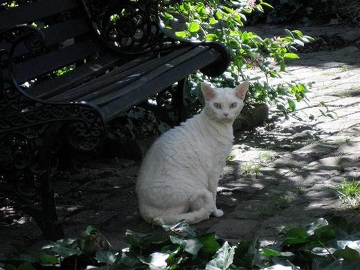 Devon Rex S*Röda Nejlikan's K Karla - Karla´s far IC S*Röda Nejlikan´s Mellow Fellow. billede 6