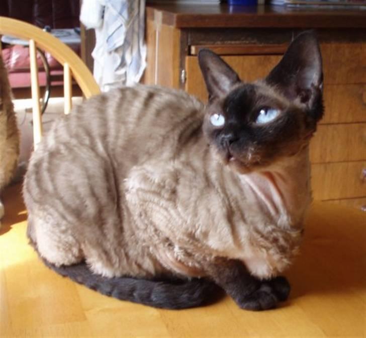 Devon Rex S*Röda Nejlikan's K Karla - Karla´s mor EC S*Röda Nejlikan´s Power Point. billede 7