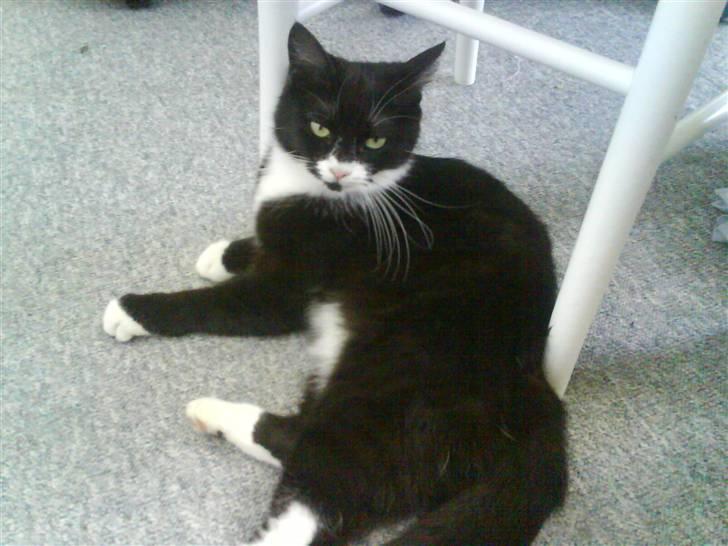 Huskat Ibbi/Anouska - min elskede kat <3! billede 6