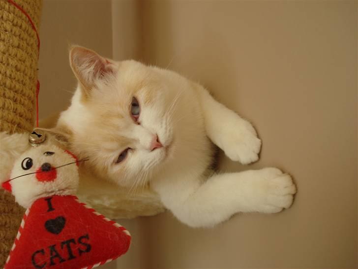 Blanding af racer Olfert billede 17