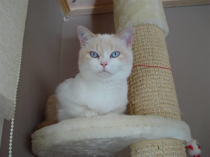 Blanding af racer Olfert billede 18