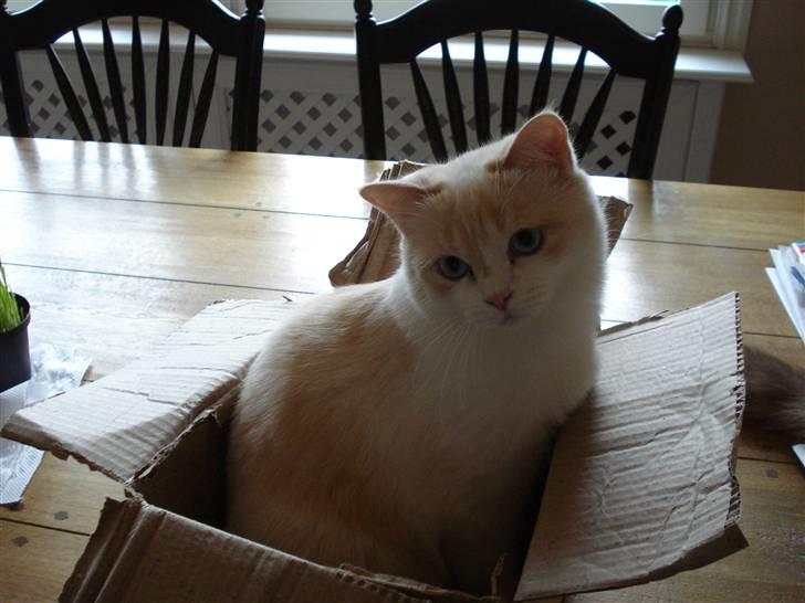 Blanding af racer Olfert billede 19