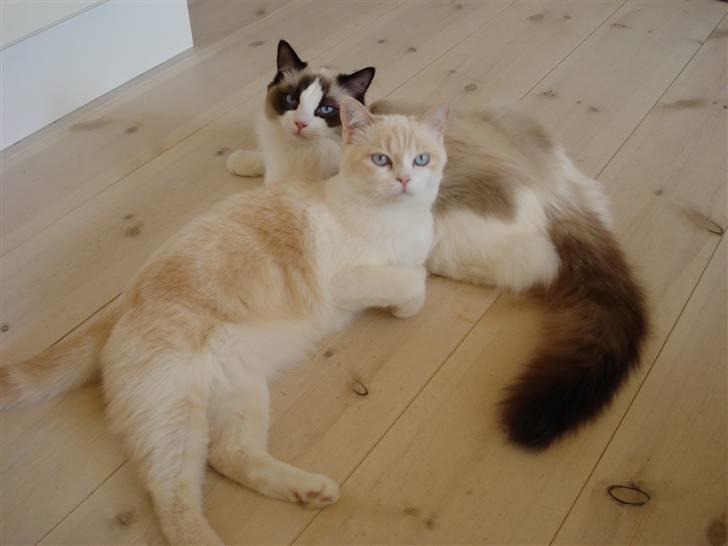 Blanding af racer Olfert billede 20