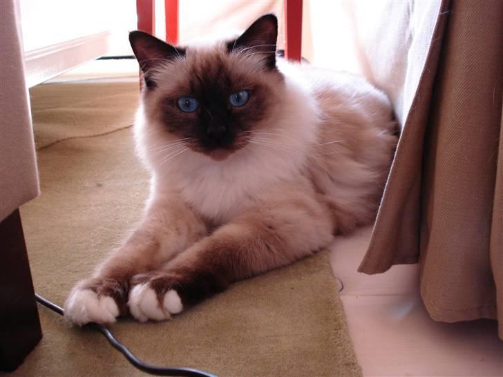 Hellig Birma Morris billede 14