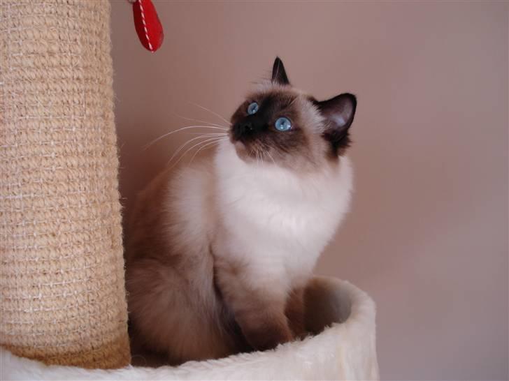 Hellig Birma Morris billede 15