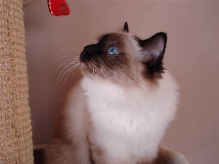 Hellig Birma Morris billede 16