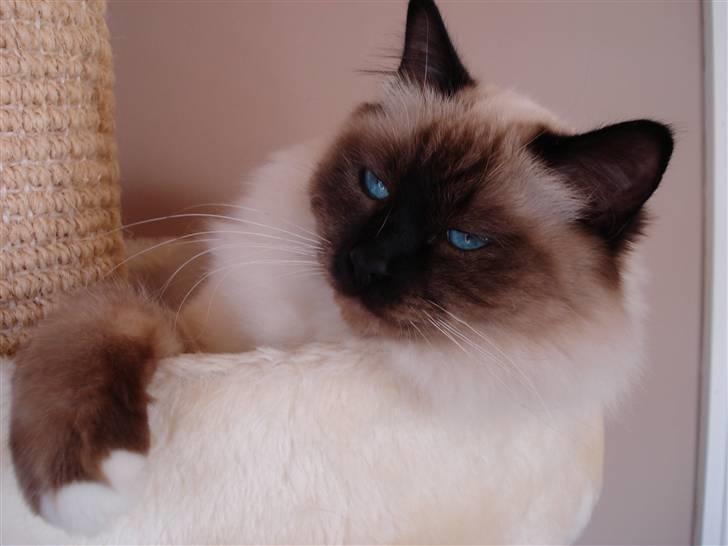 Hellig Birma Morris billede 17