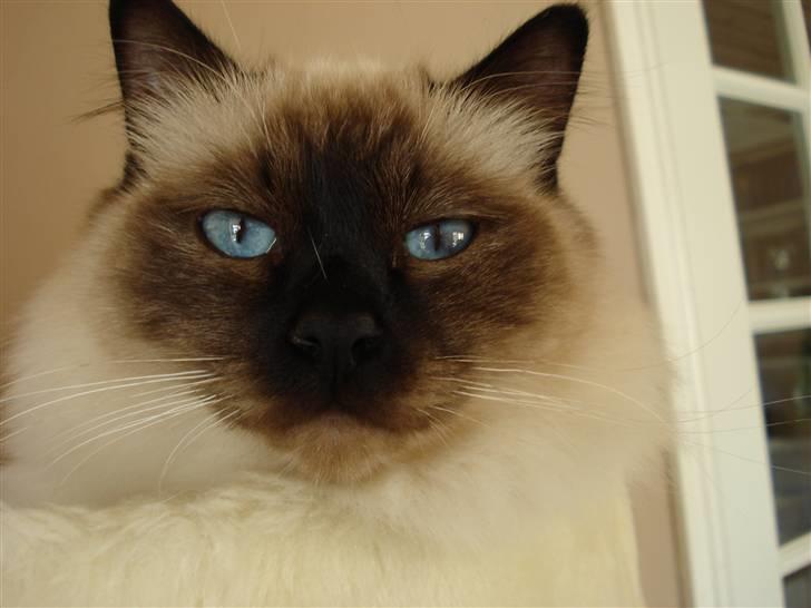 Hellig Birma Morris billede 18